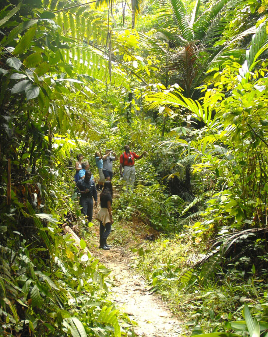 Tobago Main Ridge Reserve